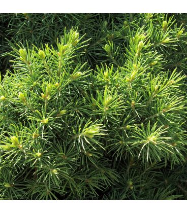 Picea Pungens Glauca / Epicea Pungens Glauca