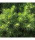 Picea Pungens Glauca / Epicea Pungens Glauca