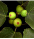Figuier Fruits Noirs