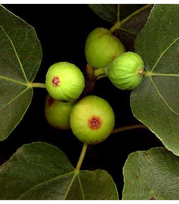 Figuier Fruits Noirs