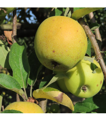 Pommier Reinette Dorée de L'Indre