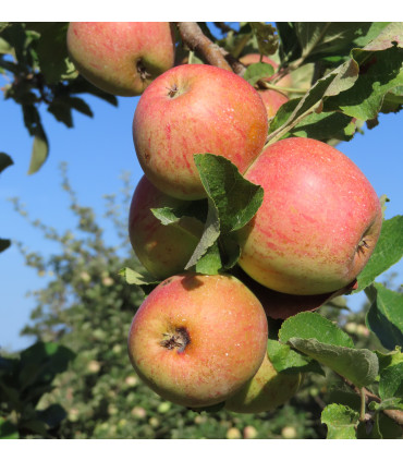 Pommier Bondon