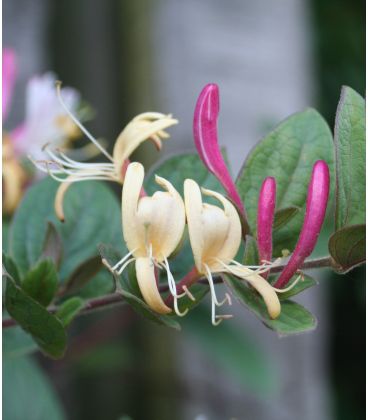 Lonicera Japonica Chinensis / Chevrefeuille Chinensis