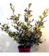 ELAEAGNUS pungens Maculata
