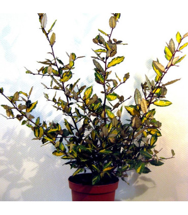ELAEAGNUS pungens Maculata