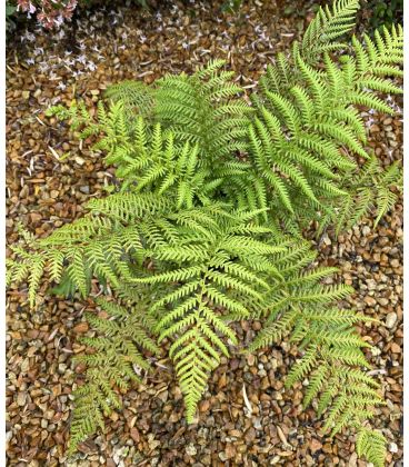 Dryopteris affinis / Fausse Fougère mâle