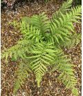 Dryopteris affinis / Fausse Fougère mâle