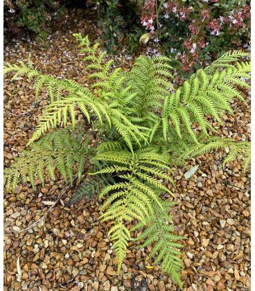 Dryopteris affinis / Fausse Fougère mâle