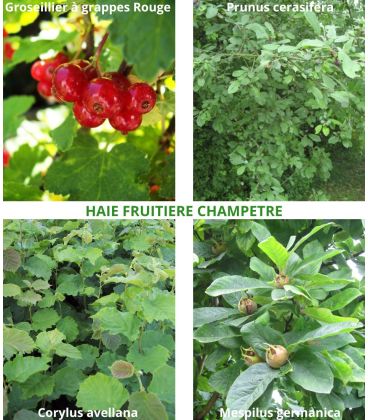 Haie Fruitiere Champetre Kit de 10M Ou 25M