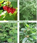 Haie Fruitiere Champetre Kit de 10M Ou 25M