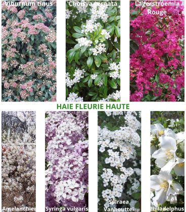 Haie Fleurie Haute  Kit 25 M