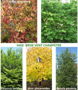 Haie Brise-Vent Kit 25 M