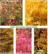 Haie Couleurs D'Automne  Kit 25 M