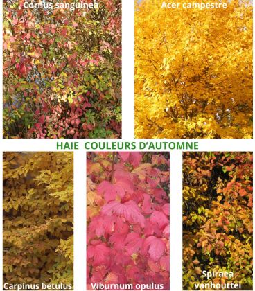 Haie Couleurs D'Automne  Kit 25 M