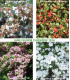 Haie Fleurie Classique Kit de 10M Ou 25M