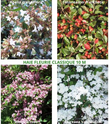 Haie Fleurie Classique Kit de 10M Ou 25M