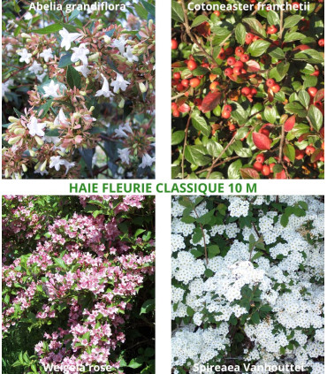 Haie Fleurie Classique Kit de 10M Ou 25M