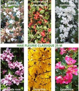 Haie Fleurie Classique Kit de 10M Ou 25M