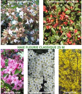 Haie Fleurie Classique Kit de 10M Ou 25M
