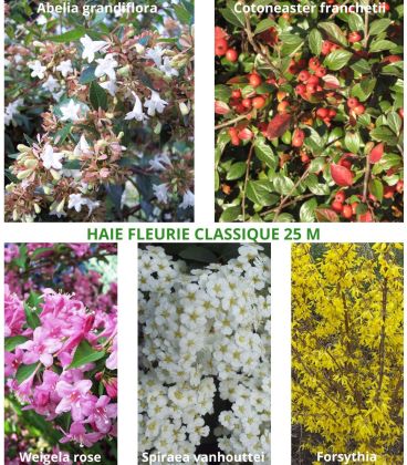 Haie Fleurie Classique Kit de 10M Ou 25M