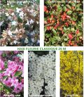 Haie Fleurie Classique Kit de 10M Ou 25M