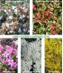 Haie Fleurie Classique Kit de 10M Ou 25M