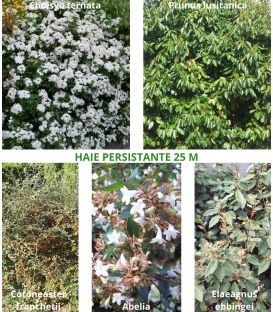 Haie Persistante Kit de 10M Ou 25M