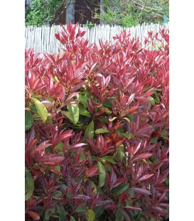 Photinia fraseri Red Robin