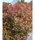 Photinia fraseri Red Robin