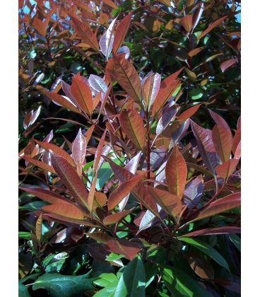 Photinia fraseri Red Robin