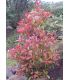 Photinia fraseri Red Robin