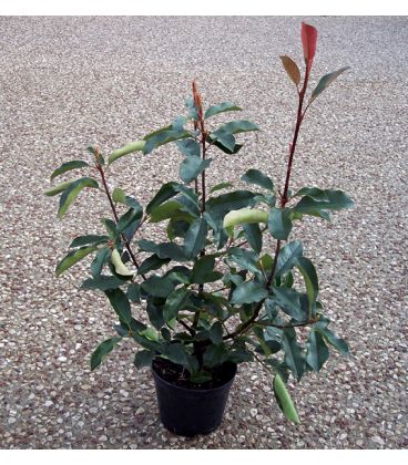 Photinia fraseri Red Robin