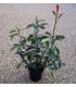 Photinia fraseri Red Robin