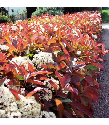 Photinia fraseri Red Robin