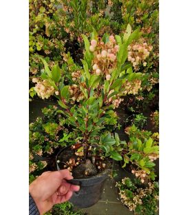 Arbutus Unedo Rubra / Arbousier