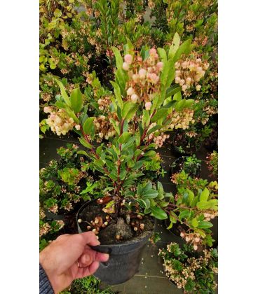 Arbutus Unedo Rubra / Arbousier