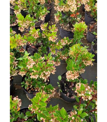 Arbutus Unedo Rubra / Arbousier