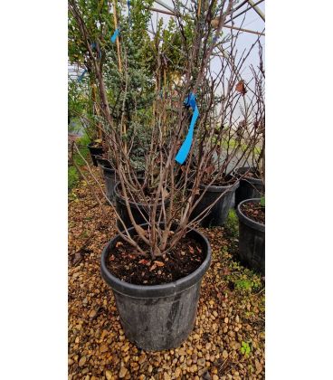 Cercis Siliquastrum / Arbre de Judée