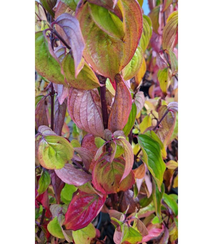 Cornouiller Mâle (Cornus Mas) - Arbuste Fruitier En Pot 3-4 L, Floraison Jaune Hivernale