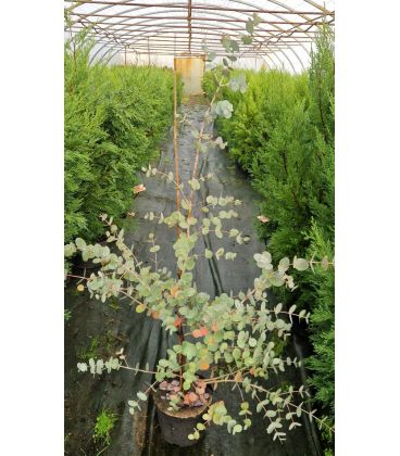 Eucalyptus Gunnii
