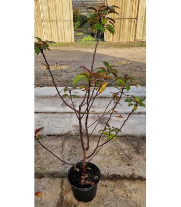 Malus Profusion / Pommier à fleurs Profusion