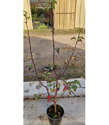 Malus Everest / Pommier à fleurs Everest