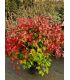 Nandina domestica Fire Power