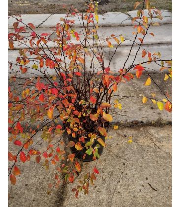 Spiraea Vanhouttei / Spirée Van Houtte
