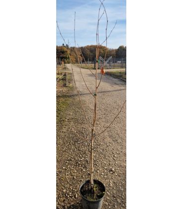 Betula Utilis / Bouleau Utilis