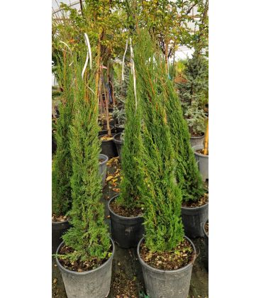 Cupressus Sempervirens Stricta / Cyprès de Provence Stricta