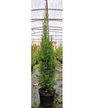 Cupressus Sempervirens Stricta / Cyprès de Provence Stricta