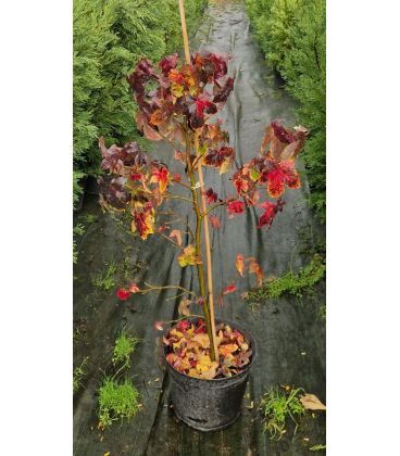 Liquidambar Styraciflua