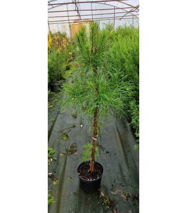 Pinus Pinaster / Pin Maritime