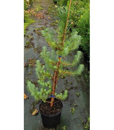 Pinus Pinea / Pin Parasol